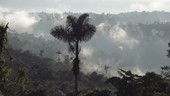 Rainforest scene, Ecuador
