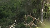 Bird flying from branch, slow motion