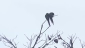 Birds on branch, Ecuador