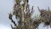 Tree covered with plants, Ecuador