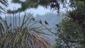 Birds on tree, Ecuador