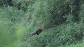 Birds in grass, Ecuador