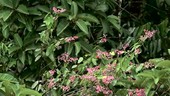 Butterfly on flowers, slow motion