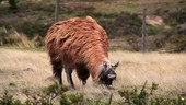 Cotopaxi llama grazing