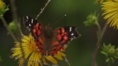Butterfly on flower, slow motion