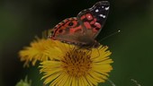Butterfly on flower, slow motion