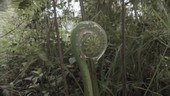Mucus covered fern, Ecuador