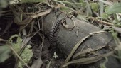 Millipede on log, Ecuador
