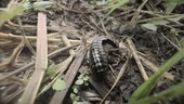 Millipede on ground, Ecuador