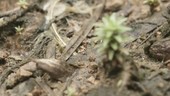 Army ants in rainforest, Ecuador