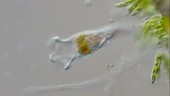 Rotifer Collotheca sp, light microscope