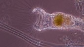 Rotifer Collotheca sp, light microscope