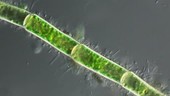 Filamentous green alga, light microscopy