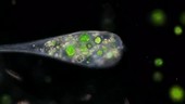 Stentor protozoan feeding on green algae