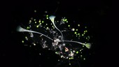 Stentor protozoa feeding on green algae