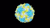 Poliovirus cutaway, animation