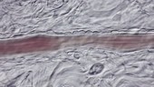 Blood vessel smooth muscle constriction