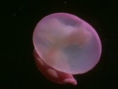 Rat embryo in capsule, light microscopy