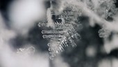 Dendritic ice crystal formation