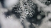 Dendritic ice crystal formation