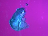 Copper sulphate crystal growth