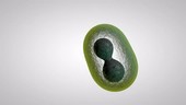 Cell division, animation