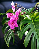 Pink orchid flowers amongst green Philodendron leaves