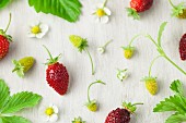 Homegrown Alpine Strawberries
