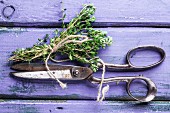 Top view on bunch of fresh thyme and vintage scissors on violet wooden table