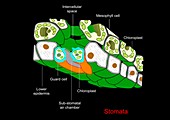 Plant stomata, artwork