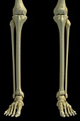 The Lower Leg Bones, artwork