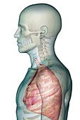 The Respiratory System, artwork