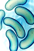 Escherichia coli Bacteria, artwork