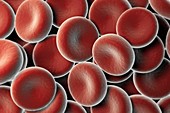 Red Blood Cells, artwork