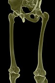 Bones of the Upper Legs, artwork