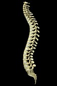 The Vertebral Column, artwork