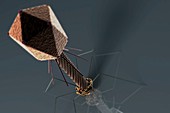 Bacteriophage, artwork