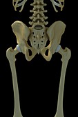 Bones of the Pelvis and Lower Back
