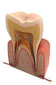 Tooth Anatomy, artwork