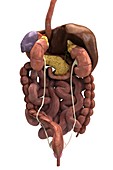 Digestive System with Kidneys, artwork