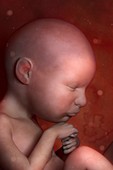 Developing Fetus, artwork