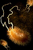 Escherichia coli Bacteria, artwork