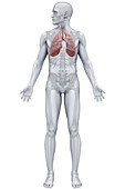 Respiratory system (Male), artwork
