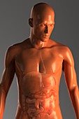 Male Figure with Digestive System