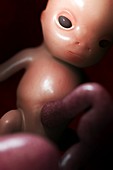 Developing Fetus (Week10), artwork