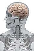 Human brain (Male), artwork
