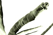 Tapeworm (Cestoda), artwork