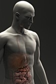 Digestive System (Male), artwork