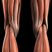 Muscles of the Knees, artwork