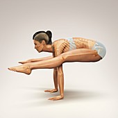 Yoga Firefly Pose, artwork